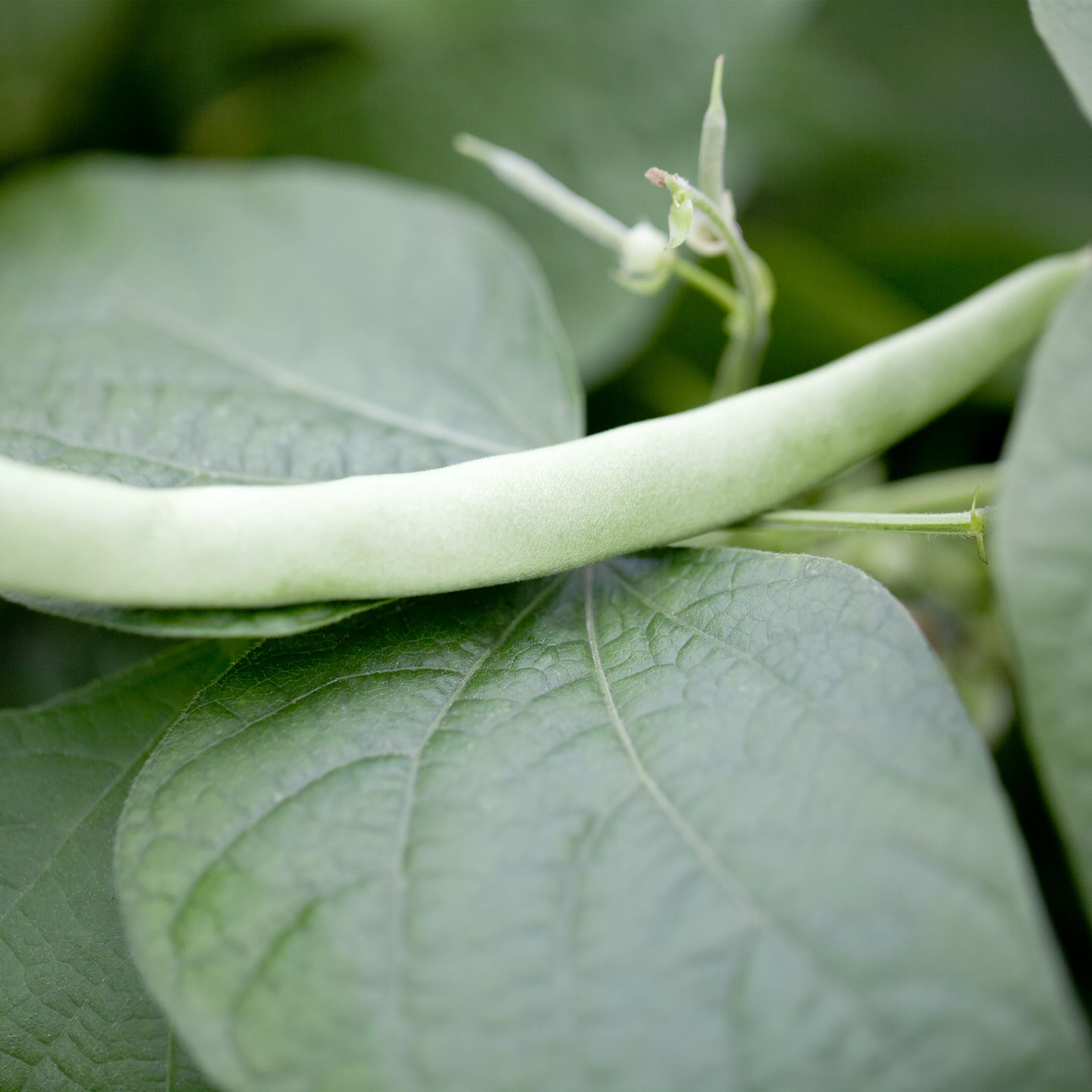 Leckere Buschbohnen im eigenen Garten säen