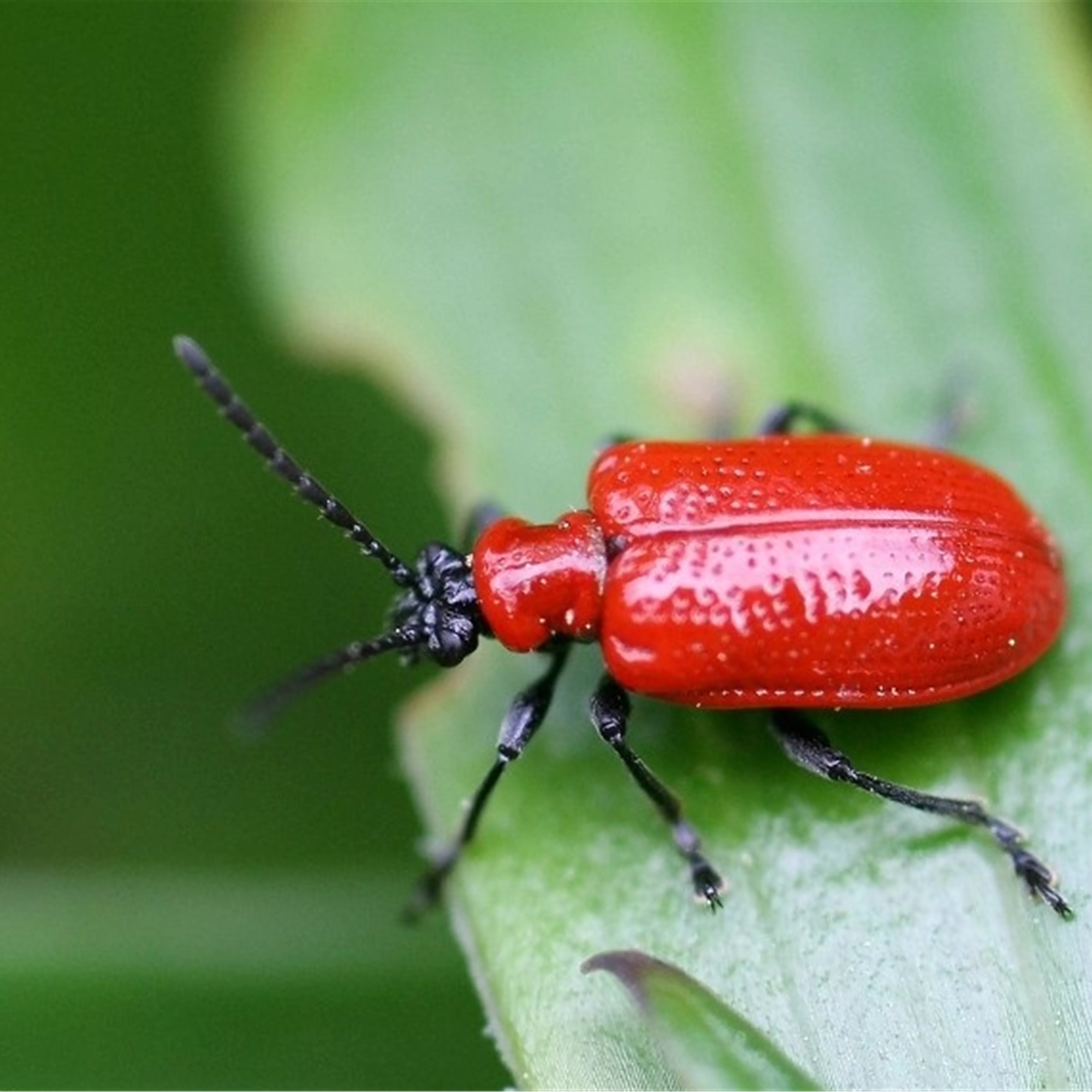 Auf Lilienhähnchen achten