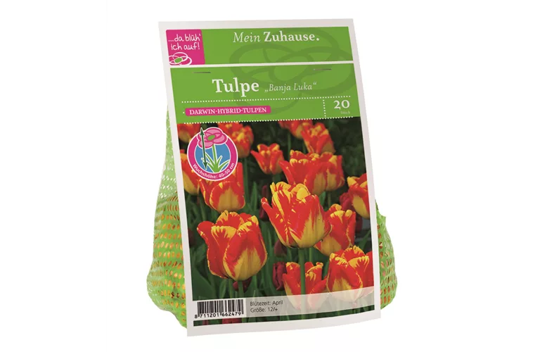 Blumenzwiebel Tulpe 'Banja Luka'