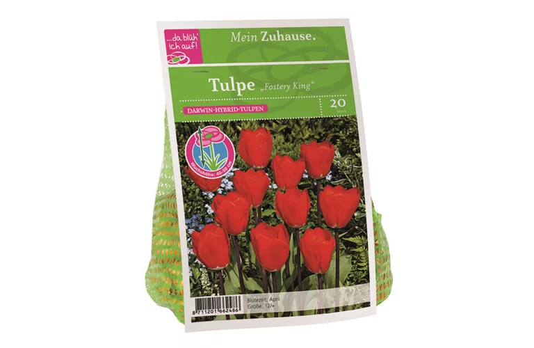 Blumenzwiebel Tulpe 'Fostery King'