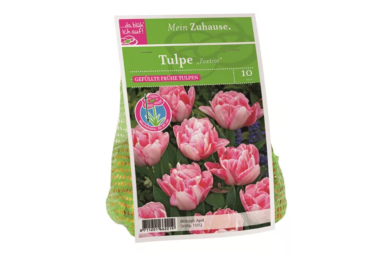 Blumenzwiebel Tulpe 'Foxtrot'