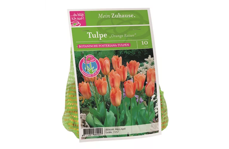 Blumenzwiebel Tulpe 'Orange Kaiser'