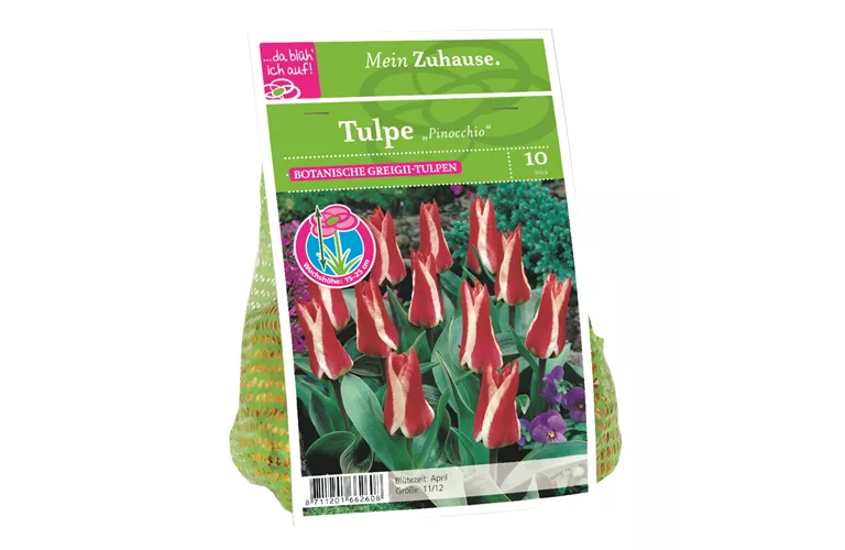 Blumenzwiebel Tulpe 'Pinocchio'