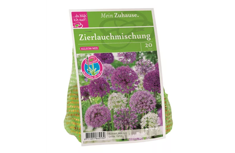 Blumenzwiebel Allium Blütenbälle