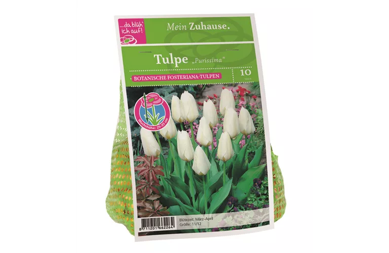 Blumenzwiebel Tulpe 'Purissima'