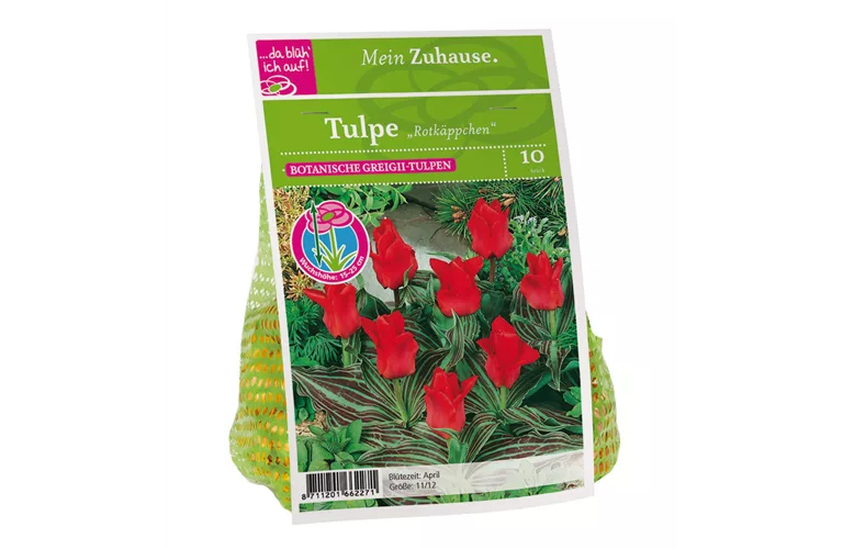 Blumenzwiebel Tulpe 'Rotkäppchen'