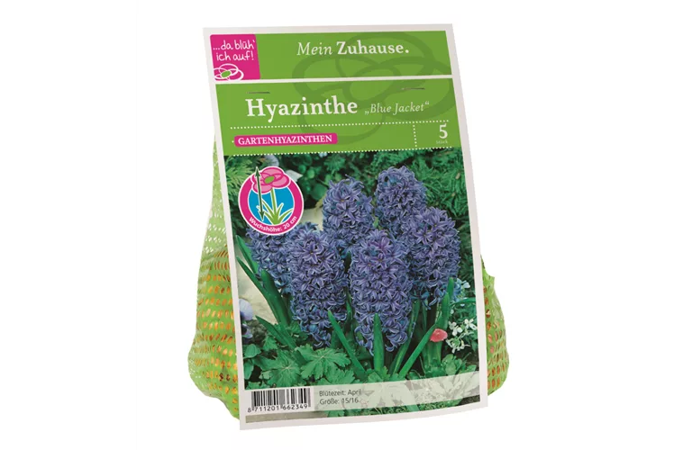 Blumenzwiebel Hyazinthe 'Blue Jacket'