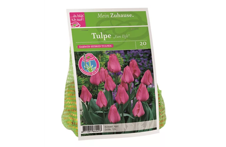 Blumenzwiebel Tulpe 'Van Eijk'