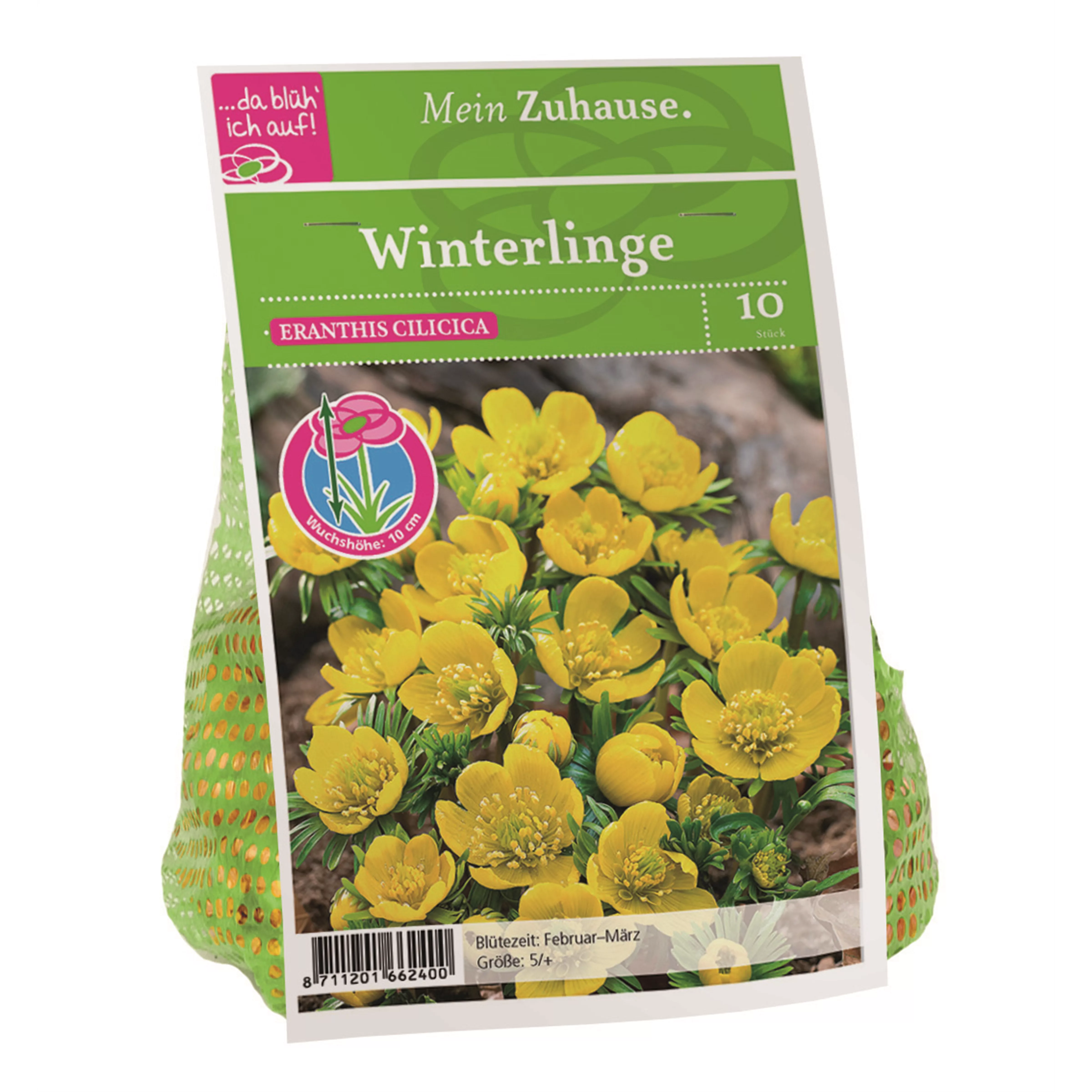 Blumenzwiebel Winterlinge gelb