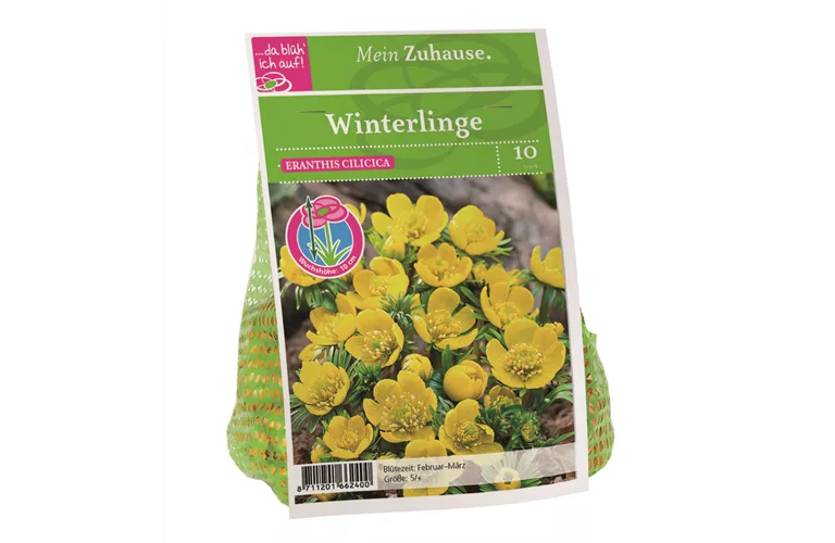 Blumenzwiebel Winterlinge gelb