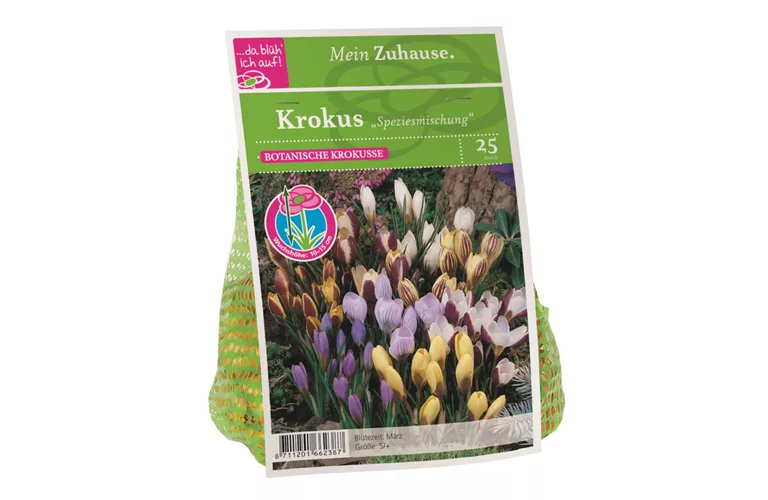 Blumenzwiebel Krokus Spezies Mischung