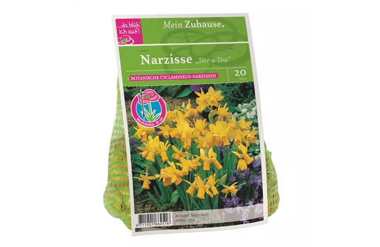 Blumenzwiebel Narzisse Tête à Tête